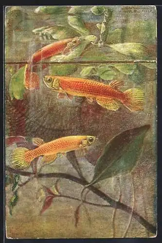 Künstler-AK Rivulus urophthalmus G. var. rubra