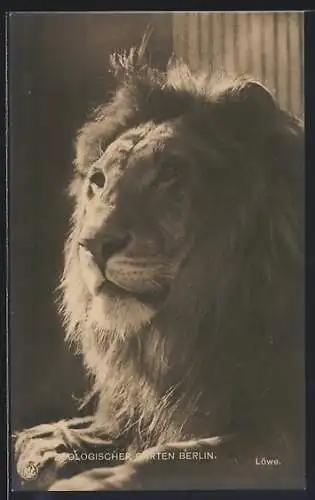 AK Berlin, Zoologischer Garten, Porträt eines Löwen