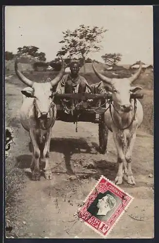AK Afrikaner auf einem von Rindern gezogenen Karren