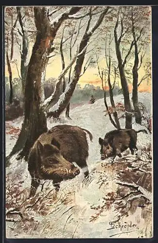 AK Wildschweine im winterlichen Wald, im Hintergrund ein Jäger