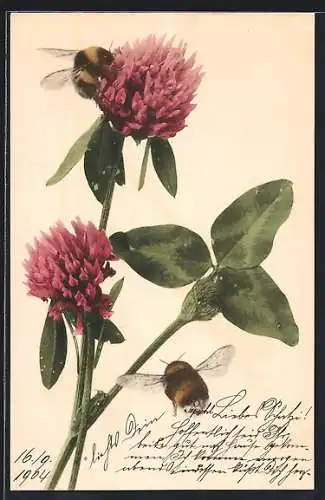 Künstler-AK Zwei Bienen an Kleeblüten