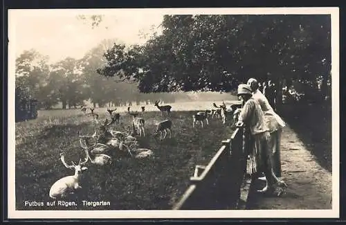 AK Putbus auf Rügen, Tiergarten mit Hirschen