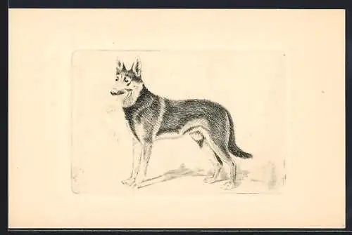 AK Schäferhund mit heraushängender Zunge, Portrait