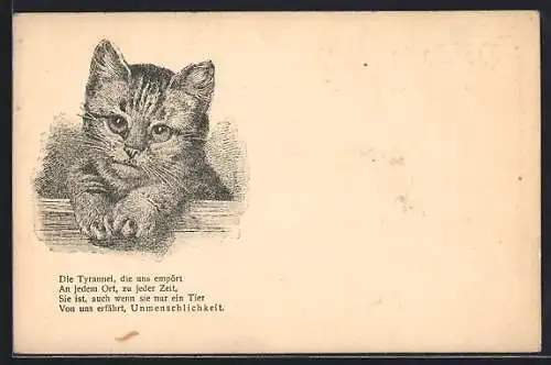 AK Kleine Katze mit traurigem Blick, Berliner Tierschutz-Verein