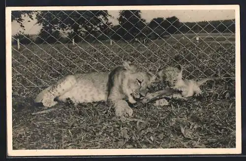 Foto-AK Löwe und Löwenjunges beim Nagen an einem Knochen