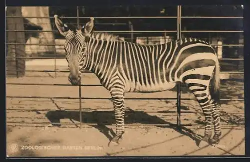 AK Berlin, Zoologischer Garten, Zebra im Freigehege