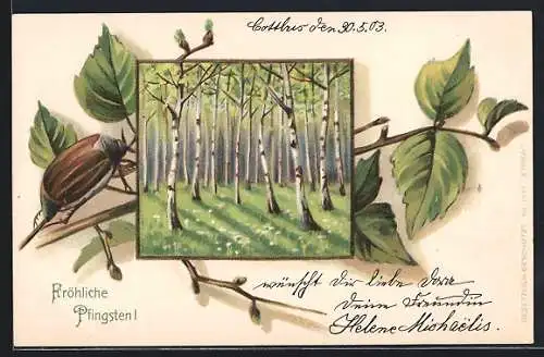 Lithographie Maikäfer auf Birkenzweig, Birkenhain, Pfingstgruss