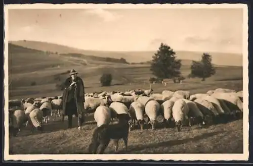 AK Rhön-Schäfer mit Herde und Hund