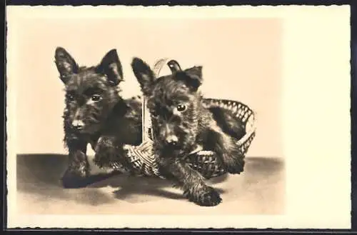 AK Zwei Scotchterrier-Welpen in einem Körbchen