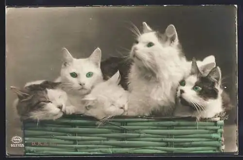 AK Ein Korb mit weissen Katzen
