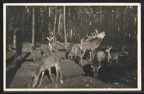 AK Röhrender Hirsch mit Hirschkühen auf einer Waldlichtung