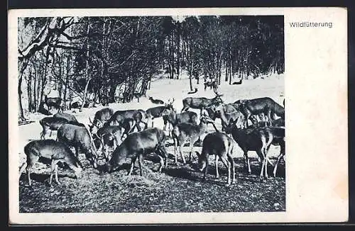 AK Wildfütterung auf einer Lichtung im Schnee