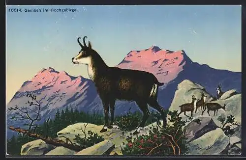 AK Gemsen im Hochgebirge