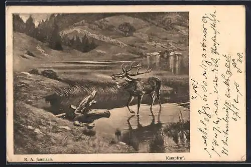 AK Kampfruf, Hirsch in einem Gewässer