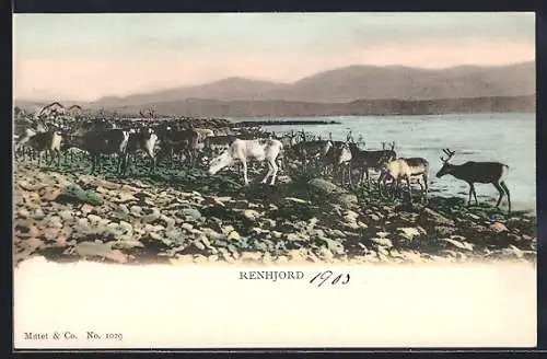AK Rentier-Herde an einem Gewässer