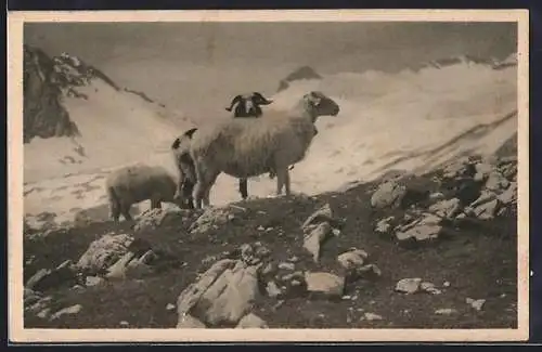 AK Schafe auf einer Hochgebirgs-Ebene