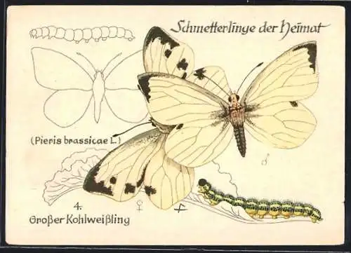 AK Grosser Kohlweissling mit Raupe, Schmetterlinge der Heimat