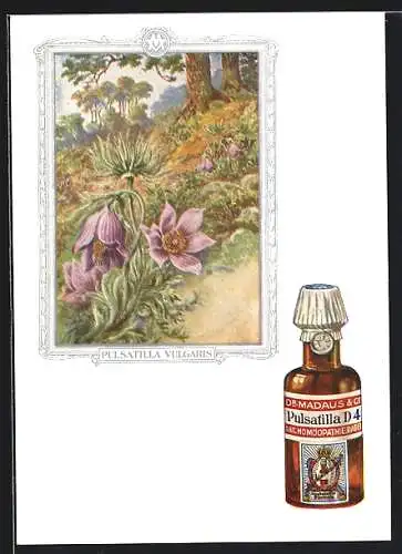 AK Dr. Madaus homöopathische Heilmittel, Kuhschelle