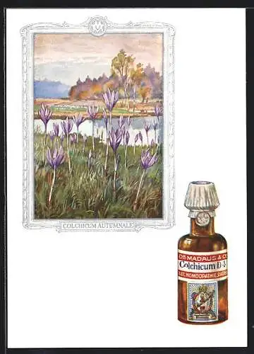 AK Dr. Madaus homöopathische Heilmittel, Herbstzeitlose