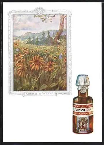 AK Dr. Madaus homöopathische Heilmittel, Bergwolferlei