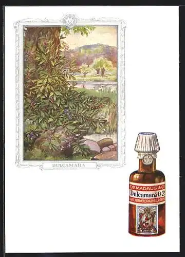 AK Reklame für homöopathisches Heilmittel Dulcamara D 2 von Dr. Madaus & Co