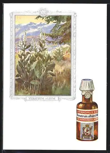 AK Dr. Madaus homöopathische Heilmittel, Weisse Nieswurz