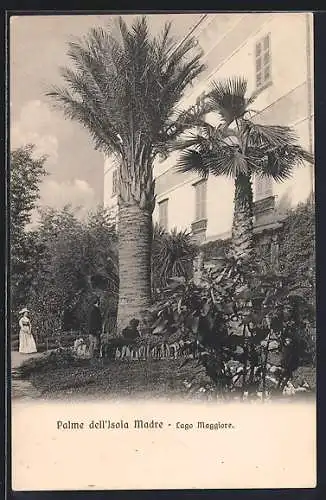 AK Isola Madre, Palme de Isola Madre, Lago Maggiore
