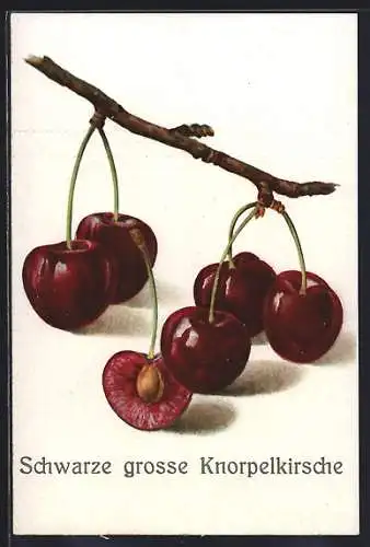 AK Schwarze grosse Knorpelkirsche