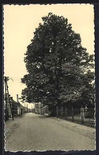 AK Meerle, `s Lindeboom