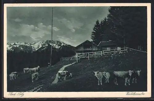 AK Bad Tölz, Waldherralm mit Benediktenwand und Kühen