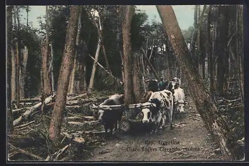 AK Argentinien, Arbeiter mit Ochsen-Gespann im Wald