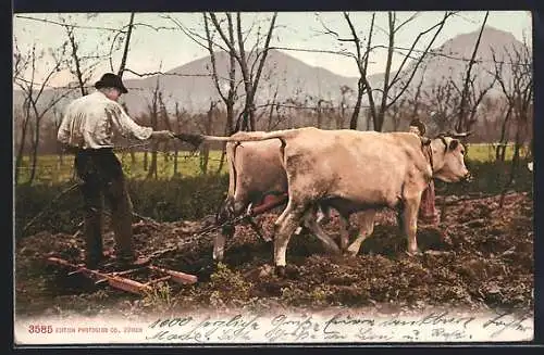 AK Bauer mit Ochsen-Gespann beim Pflügen