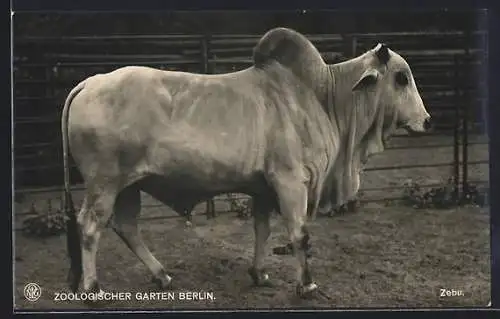 AK Berlin, Zoologischer Garten, Zebu im Freigehege