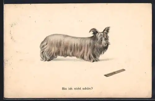 AK Bin ich nicht schön?, Hund mit langem Körper und frisch gekämmtem Fell