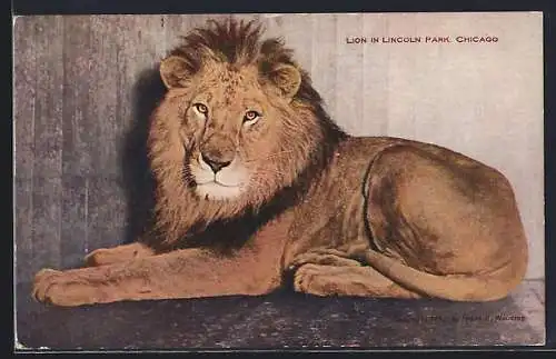 AK Chicago, Lincoln Park Zoo, Lion, Portrait