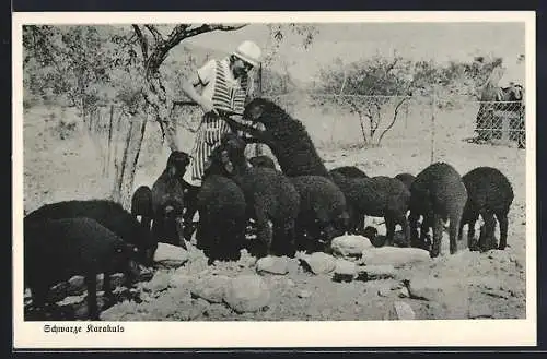 AK Deutsch-Südwest-Afrika, Schwarze Karakuls, Flaschenfütterung