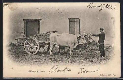AK Attelage de Boeufs