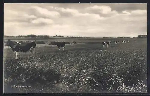 AK Skane, Kor pa bete
