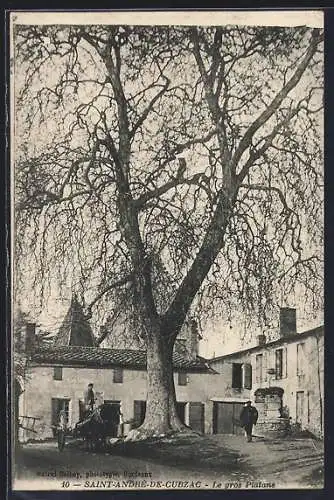AK Saint-André-de-Cubzac, Le gros Platane devant les maisons du village