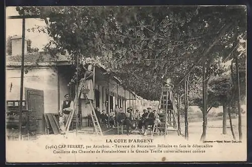 AK Cap Ferret, Terrasse du Restaurant Bélisaire et cueillette des Chasselas de Fontainebleau