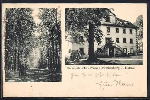 AK Rinteln, Pension Paschenburg J. Harms, Waldpartie