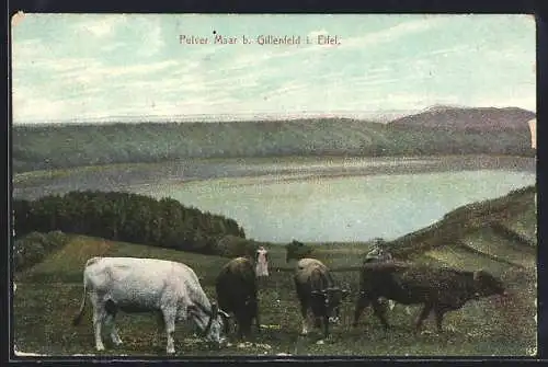 AK Gillenfeld i. Eifel, Pulver Maar, Weide mit Ochsen