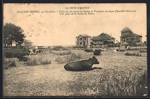 AK Cap Ferret, Villas sur le bord du Bassin et Troupeau au repos (Quartier Bélisaire)