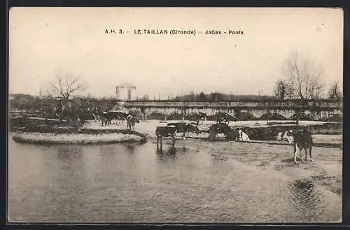 AK Le Taillan, Jalles avec vaches près des ponts