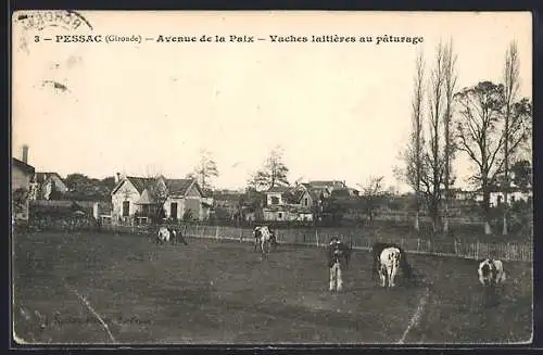 AK Pessac, Avenue de la Paix, Vaches laitières au pâturage