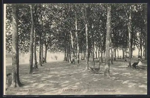 AK Libourne, Les Allées Souchet sous les arbres majestueux