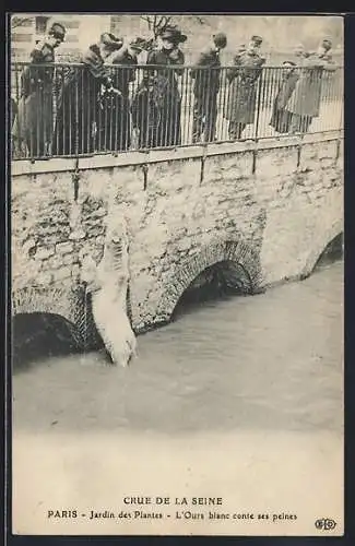 AK Paris, Crue de la Seine au Jardin des Plantes, L`ours blanc conte ses peines