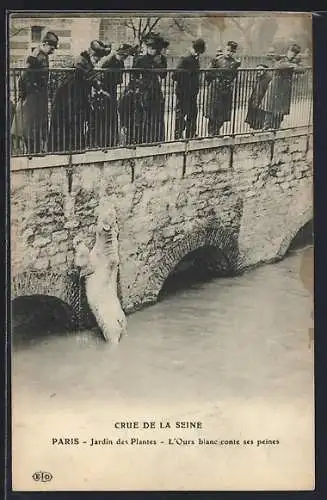 AK Paris, Jardin des Plantes, L`Ours blanc conte ses peines lors de la crue de la Seine