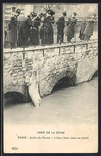 AK Paris, Crue de la Seine, Jardin des Plantes, L`Ours blanc conte ses peines