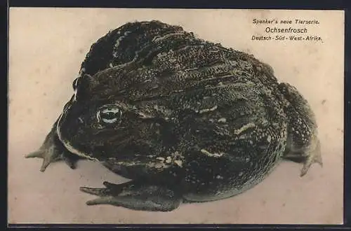 AK Deutsch-Süd-West-Afrika, Ochsenfrosch, Spenkers neue Tierserie